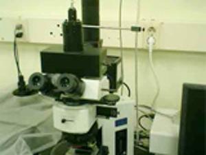 Polarized Light Microscope 이미지